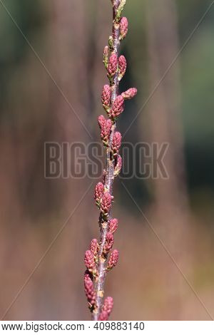 Four-stamen Tamarisk Flower Buds - Latin Name - Tamarix Tetrandra