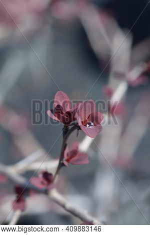 Barberry Superba - Latin Name - Berberis X Ottawensis Superba