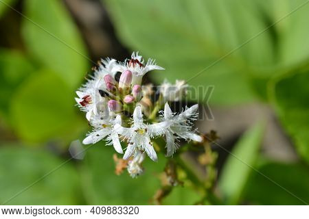 Common Bogbean - Latin Name - Menyanthes Trifoliata
