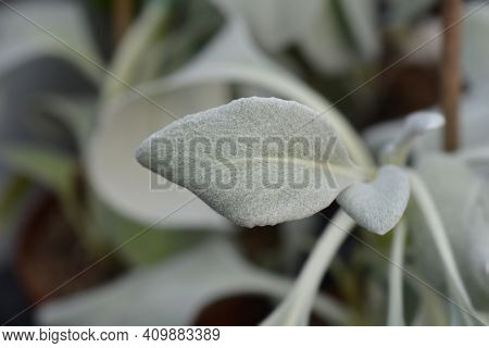 Shining-white Ragwort Angel Wings Leaves - Latin Name - Senecio Candidans Angel Wings