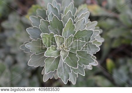 Gold And Silver Chrisanthemum Leaves - Latin Name - Ajania Pacifica