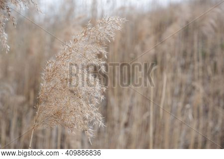 Bulrush Closeup Texture Background. Rye Design Mock Up Wallpaper. Autumn Mock Up With Dry Flowers/bu