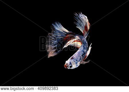 Swimming Action Of Betta, Siamese Fighting Fish, Colorful Betta, Pla-kad (biting Fish) Thai; Half Mo