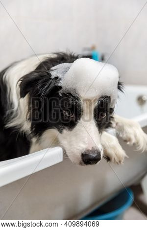 Funny Indoor Portrait Of Puppy Dog Border Collie Sitting In Bath Gets Bubble Bath Showering With Sha