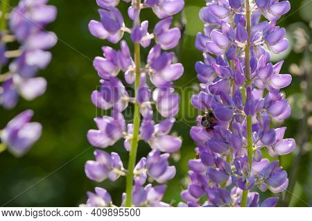 Bumblebee And Flower Lupine. Bumblebee Humblebee Pollination And Collects Nectar From A Purple Lupin