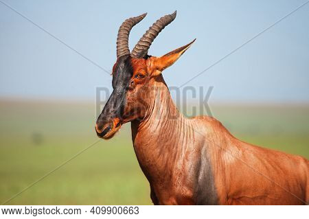 Antelope Topi (damaliscus Lunatus Jimela) At The Background Of A Green Grassland And A Blue Sky