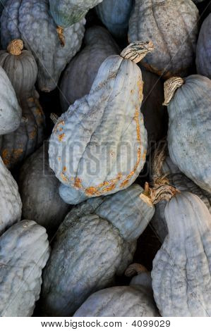 Niebieski Hubbard Squash