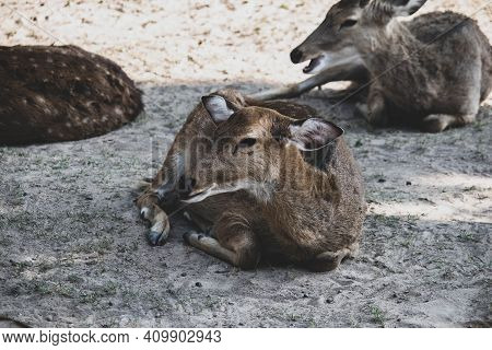 Beautiful Axis Deer In The Nature Habitat In Thailand.beautiful Axis Deer Close Up.