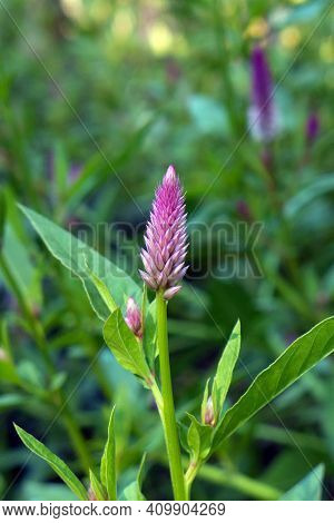 Celosia Argentea, Commonly Called The Plumed Cockscomb, Is A Herbaceous Annual Plant With Tropical O