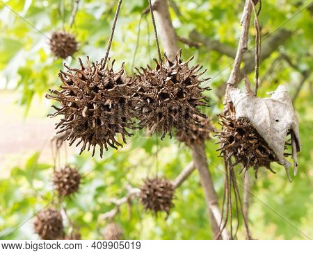 Seed Pods Of American Sweet Gum Tree, Also Called Burr Balls, Gum Balls, Space Bugs, Monkey Balls, B