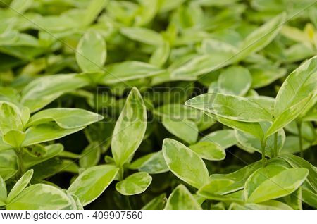 Top View Of Small Leaf Spiderwort Tradescantia Fluminensis Grass Texture Background.