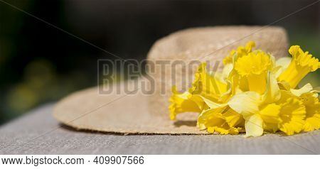 Yellow Easterdecoration Daffodil Flowers And A Straw Hat, Springtime, Spring Forward, Gardening Conc