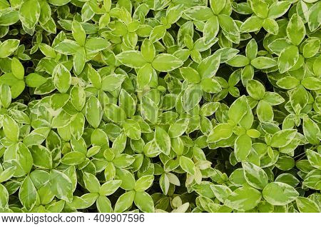 Top View Of Small Leaf Spiderwort Tradescantia Fluminensis Grass Texture Background.