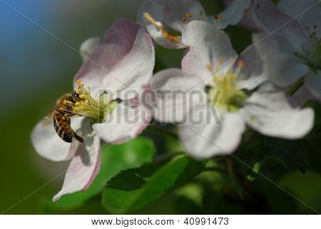 Abelha em uma flor