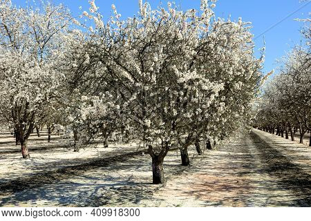 Almond Tree Flower Image & Photo (Free Trial) | Bigstock