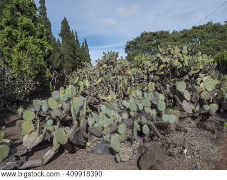 Various Cacti At Cactus Part Of Botanical Garden, Jardin Botanico Canario Viera Y Clavijo, Tafira, G
