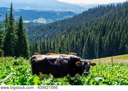 Beautiful landscapes of the Ukrainian Carpathians. View from the mountain Mali Gorgany and the mountain Sinyak. Picturesque walking route from Bukovel. Domestic cows graze in the highlands of the Carpathian Mountains giving ecologically clean milk.