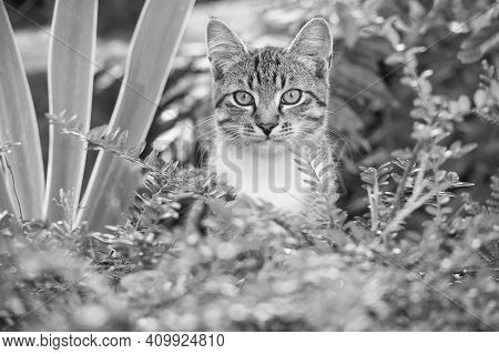 Lovely And Cute Fluffy Kitten Outdoor Or Outbred Cat Sit In Plants, Mestizo Pet.