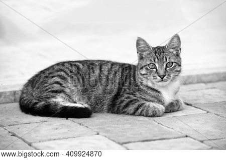 Hard To Be Hungry. Homeless Animals. Cat In Street. Fluffy Kitten Outdoor. Outbred Cat Relax On Road