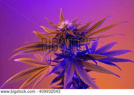 Beautiful Neon Cannabis Flowering Plant On Purple Background. Medicinal Marijuana With Blossoming Bu