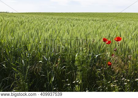 Red Poppies Grow At The Edge Of A Wheat Field