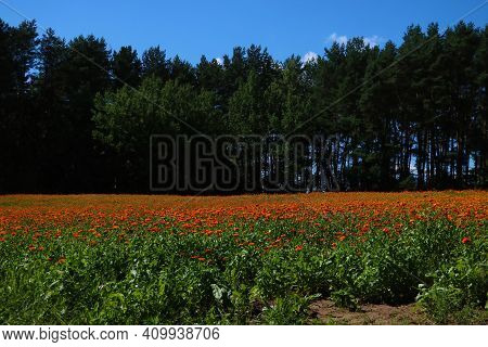 Bright Colored Field Of Calendula Against The Background Of The Sky And Green Forest