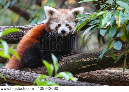Cute Fluffy Red Panda Cub On The Tree. Young Lesser Panda Or Firefox (ailurus Fulgens) On The Thick 