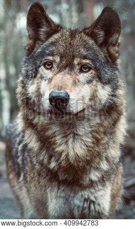 Beautiful Grey Wolf Close-up Portrait. Adult Timber Wolf (canis Lupus) With Blurred Forest In Backgr