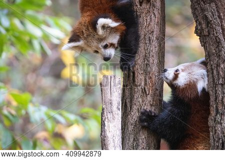 Two Red Panda Cubs On The Tree. Cute Fluffy Young Lesser Pandas Or Firefox (ailurus Fulgens) Climbin