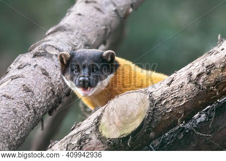 Close-up Portrait Of Yellow-throated Marten With Open Mouth. Kharza (martes Flavigula) With Beautifu