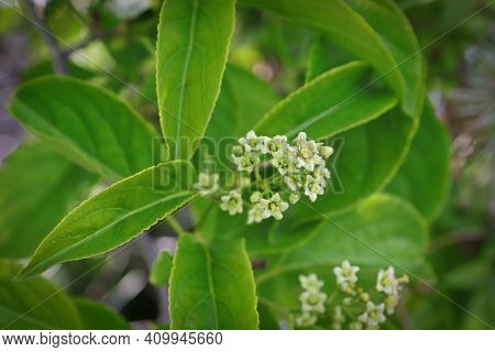 Delicate Flowers On A Celastrus Scandens Vine