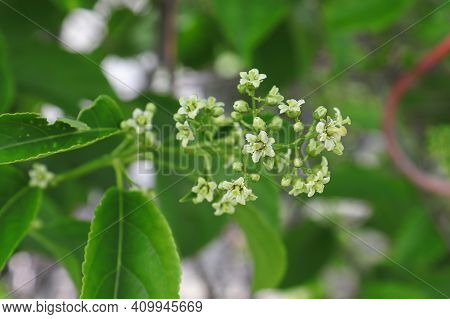 A Cluster Of Flowers On An American Bittersweet Vine