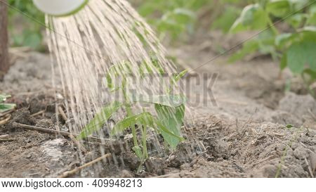 Growing To Learn Sprouts Watered From A Watering Canto Plant Tree Garden Outside. Planting And Water