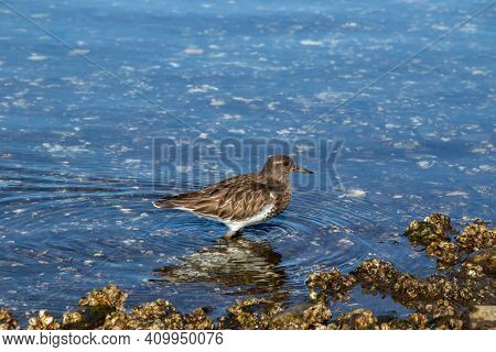 Black Turnstone Shore Bird Standing In The Water At Esquimalt Lagoon, Colwood, British Columbia, Can