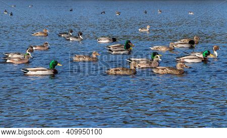 Ducks Swimming In Esquimalt Lagoon At Colwood In British Columbia, Canada