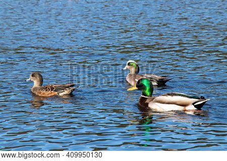Three Ducks Swimming In The Water On A Sunny Day At Esquimalt Lagoon, Colwood, British Columbia, Can
