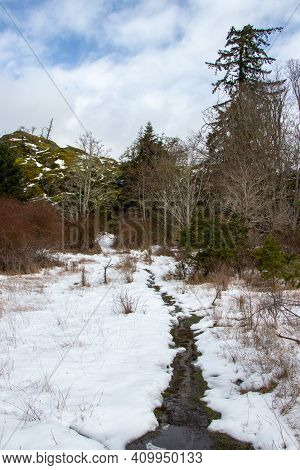 Snow On The Ground And Moss Covered Trees On A Winter Day At Pedder Bay, British Columbia, Canada