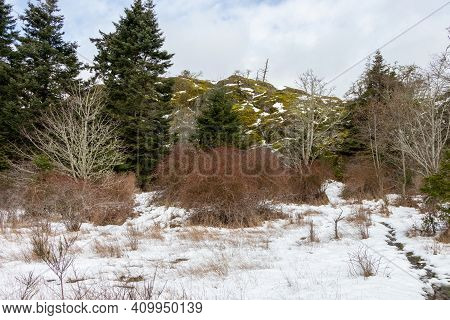Snow On The Ground And Moss Covered Trees On A Winter Day At Pedder Bay, British Columbia, Canada