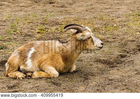 Goat With Horns On A Farm Closeup.
