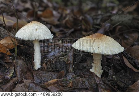 The Shield Dapperling (lepiota Clypeolaria) Is A Poisonous Mushroom , An Intresting Photo
