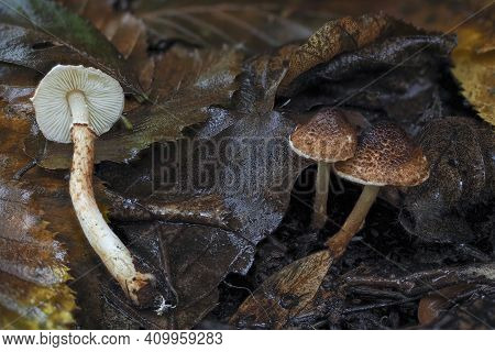 The Chestnut Dapperling (lepiota Castanea) Is An Deadly Poisonous Mushroom , An Intresting Photo