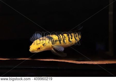 Yellow channa sentarum beautiful big predator fish