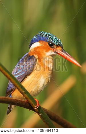 Malachite Kingfisher (corythornis Cristatus) Sitting On A Reed With Green Background By The River Ni