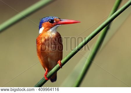 Malachite Kingfisher (corythornis Cristatus) Sitting On A Reed With Green Backround By The River Nil