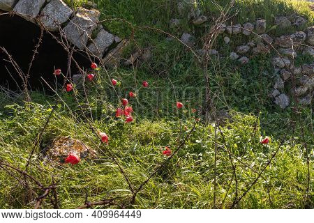 Red Flowers - Anemones Grow On The Roof Of Ruins Of Crusader Fortress Chateau Neuf - Metsudat Hunin 