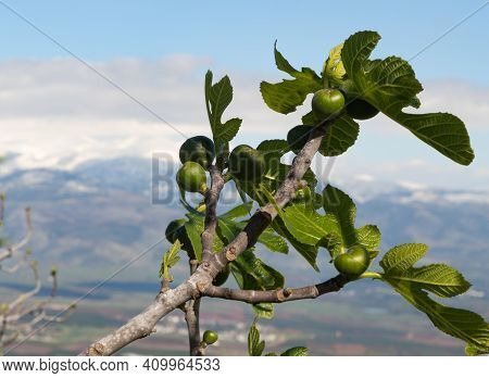 Young, Green, Unripe Figs Grow On A Tree Against The Background Of The Snow-capped Peak Of Mount Her
