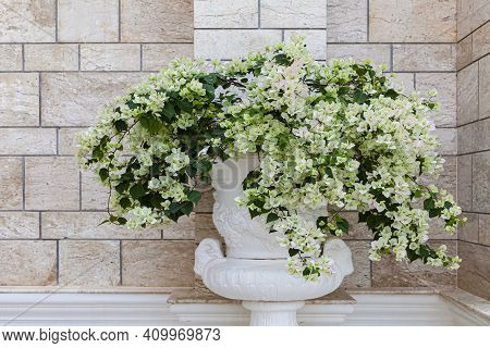 Fresh Flowers In White Pots Are Decorated Outside The Building