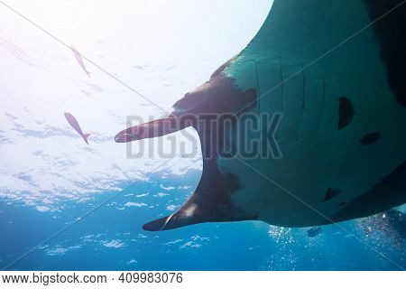 Underwater Photo Of Big Manta Ray Swimming Against Water Surface