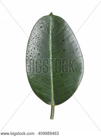 Fresh Green Leaf Of Ficus Elastica Plant Isolated On White