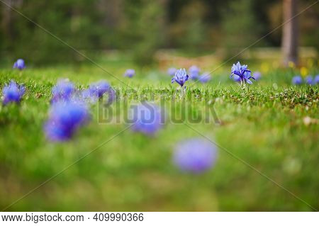Fresh Purple Irises In Green Grass. First Flowers Of Spring